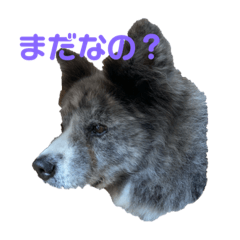 あきたいぬもこちゃん