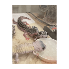 レオパとカエル