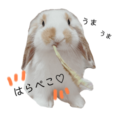 うさべび♡