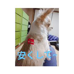 まろしんスタンプ