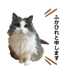 ノルウェージャンのふかひれスタンプ