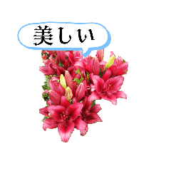 ゆりの花