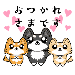 チワワさん家。