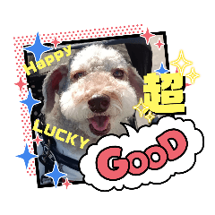 天津甘栗ぷー吾朗7！シニアプードルだぜ！