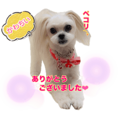 ポメマルのMinaちゃん♡ミーナ♡④敬語編