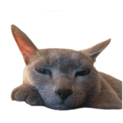 ろうたんさくたん