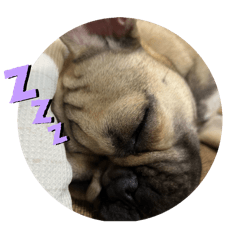 ブサカワイッヌ