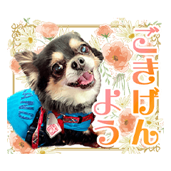 チワワのチーくん（３）