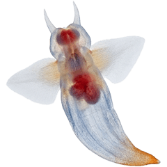 クリオネ　実写