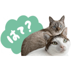 愛猫てん君くうちゃんのスタンプ3