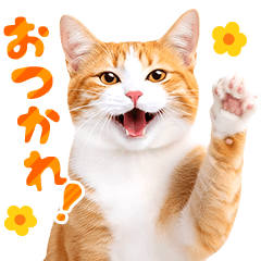 一生使える❤茶白猫と茶トラ猫の猫写真♪