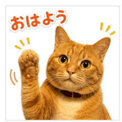 茶トラ猫のリアクションスタンプ