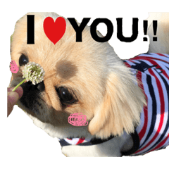 ペキニーズのこむぎII