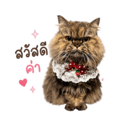 Chubby Calico Cat Cute_20260613112632