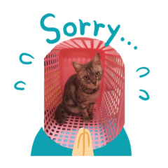 かわいい猫です