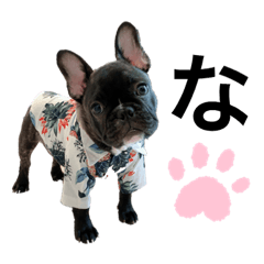 フレンチ ブルドッグ 小麦ちゃん 2