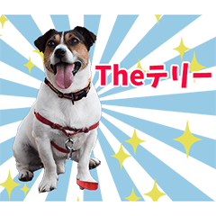 ジャックラッセルテリアのテリー
