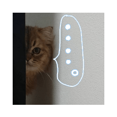 チンチラまりも2