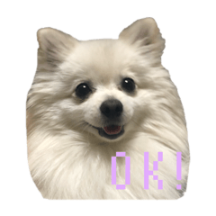 シズクユキスタンプ