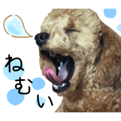 トイプードルのかんわいい日常