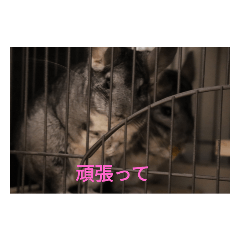 チンチラスタンプ（ちびれんにゃん製）