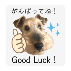 かわいいテリア Vol.1