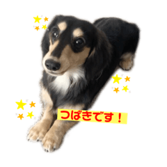 カニヘンダックスつばきの毎日。