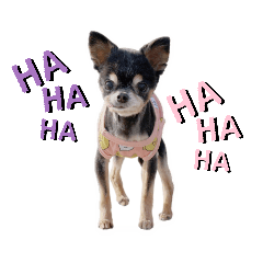 ペコファミリーです