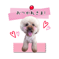 トイプードルのこひめちゃん