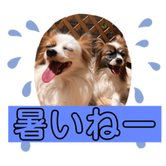多頭犬種飼いならでは♡