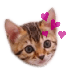 ごまかりんさむ