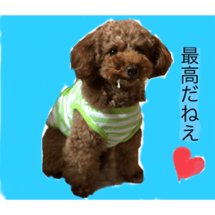 激かわティーカッププードル