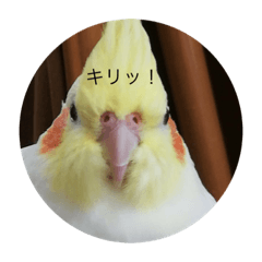 ぴぴちゃん&まるちゃん