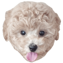 トイプーのニコちゃん