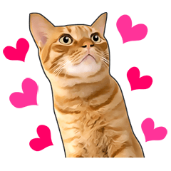 いろんな茶トラ猫♪