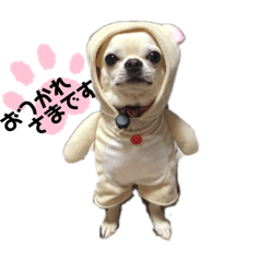 チワワのジェマくん