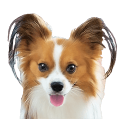 パピヨンTigaちゃん 2