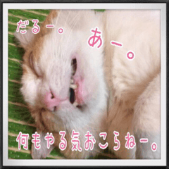 表情豊かな猫ちゃん達。