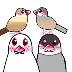 手乗り文鳥さん