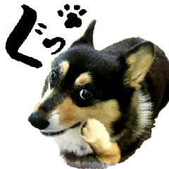 黒コーギー matty