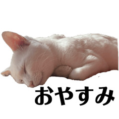 クセがスゴいネコのスタンプ