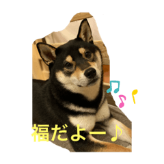 黒柴　福の毎日