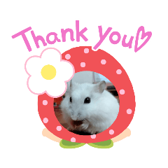 パールホワイトハムスター　ゆきみちゃん