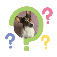 ジャックラッセルのラっちゃん2