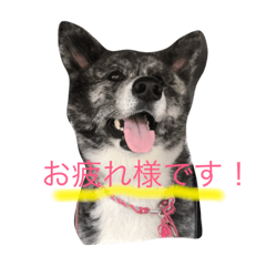 秋田さんの日々