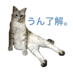 妹の家のにゃんずの日常