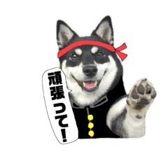 黒丸くーちゃん