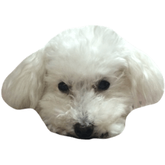 ぷりんちゃん。