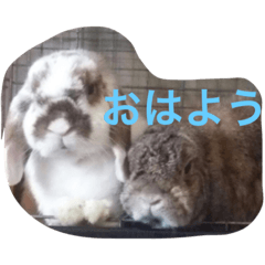 うさぴーのうさぎ部屋2