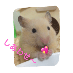 ハムスターのプーさん②